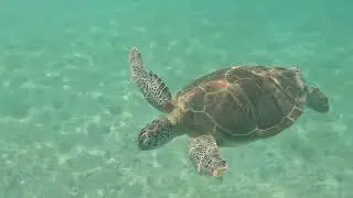 Barcelo Maya Tropical Feb 2025  Snorkeling