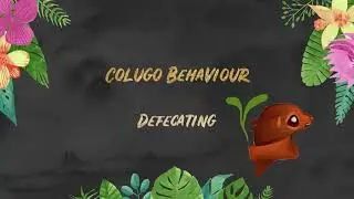 Colugo Behaviour: Defecating