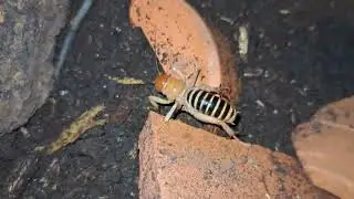 Cool Canadian Insects - Jerusalem cricket