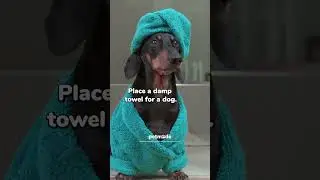 How to Keep Your Dog Cool During the Summer 🐾❄️ | PetMade