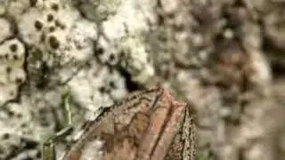 Buprestid Ovipositing