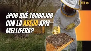 &iquest;Por qu&eacute; trabajar con la abeja apis mellifera?