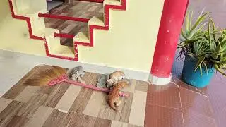 Little kittens love to play 🐈💞👩&zwj;❤️&zwj;💋&zwj;👩💞🐈👍 #kittens #loves #play 