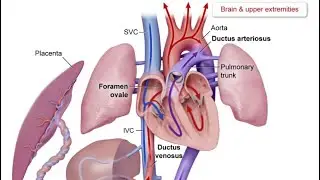 Fetal Circulation | All you need for USMLE