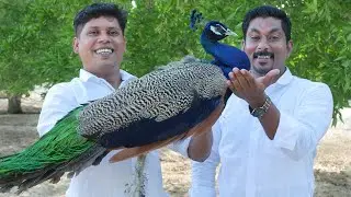 വറുത്തരച്ച മയിൽ കറി | Traditional Peacock Curry Recipe | Cooking In a Dubai