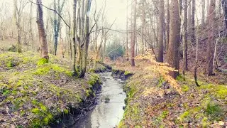 Tranquility in an English Wood ...Winter