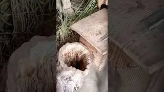 機敏な縞模様のリス. Проворные полосатые белки #japan #animals  #funnyanimals #squirrels