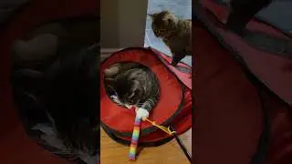 Two adorable cats go crazy playing with their favorite worm toy!  #cat #catlovers #funnycats #shorts
