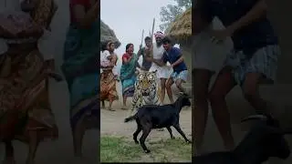 Tiger attack Goat on village #tiger #animals #wildlife #viralvideo #ytshorts #viral #shorts #ai #yts