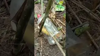 COCA-COLA BOTTLED TRAP FOR MONKEY HUNTING