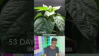 Growing Red Bell Pepper | Plant Time Lapse | 115 Days in Just 43 Second #trendingshorts #fun #shorts
