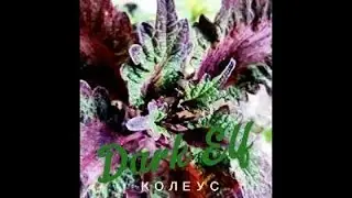 Яркий колеус DarkElf для дома и сада&mdash;секреты ухода и размножения. Описание сорта. #колеус