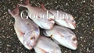 Gold Coast Broadwater Fishing (Snapper)