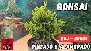 Primeros pinzados de primavera, pre bonsai boj, buxus #bonsai
