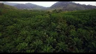 Drone Flying over Oil Palms and Rubber Trees in Krabi