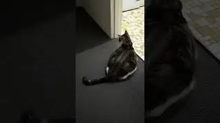 【shorts】Prince kotora waiting for dad to wake up cat cute 3am too early funny animal