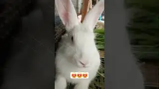#rabbitvideos