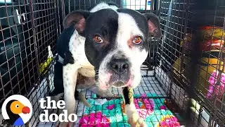 Injured Scared Pittie Left Out in the Cold Is Finally Safe  | The Dodo