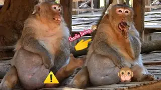 1Hour Video Million Pitiful Poorest Old Big Monkey Wildlife,Mr Charlie Very Tired Most Poor No Wife
