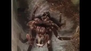 South American Bird Eating Spider Molting || ViralHog