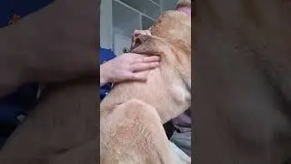 Canine massage for fascial release and mobilisation #caninemassage #dogmassage  #animal #dogrehab