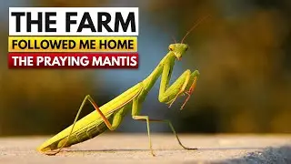 The Farm Followed Me Home || The Praying Mantis || Alfatir Crawford