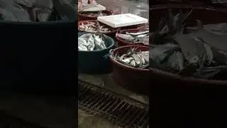 Fresh Fish #Fishing Port #Different kinds of Fish #Phil.Fish #You tube #Short video