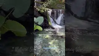 Nature Sounds at Walt Disney World Resort Orlando FL | Relaxing Waterfall Video