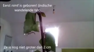 InsectsNl: Update wandelende takken