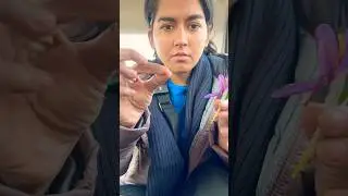 Eating raw saffron ❤️