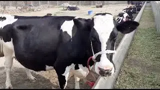 Itni bari gai ap na kahin ni dekhi hugi  (Warraich Dairy Farm ) par ye sale ke lia pohanch gai ha /