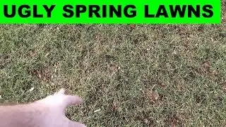 What to do if your lawn looks ugly in the spring