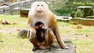 Monkey Rose doesn't intend to give up baby Brady to Libby now NGO still fail to catch Rose