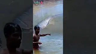 Nekat banget!! Smapai turun ke air demi menagkap ikan lele monster #fishing #shorts