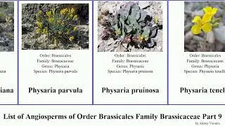 List of Angiosperms of Order Brassicales Family Brassicaceae Part 9 physaria rorippa perennial