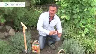 Hoe kan ik bloembollen planten? - Tuinieren.nl