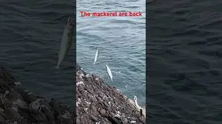 The Mackerel Are back North Sea Aberdeen Rock Beach Fishing With Feathers #mackerelfish