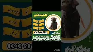 Army Dog Center Muzaffarabad | Balakot | Kotli | Khoji Dog Center Muzaffarabad | Rawalpindi #video