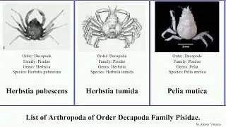 List of Arthropoda of Order Decapoda Family Pisidae. herbstia pacifica australis pubescens Pelia