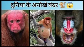 दुनिया के सबसे अनोखे बंदर 🐒 #knoweledgefacts #facts #viral #viralvideos #amazingfacts #trending 