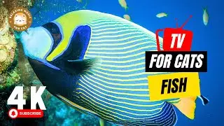 Cat TV 🐱 Calming Cat TV Fish for Cats to Watch 🎵 Relaxing Music for Cat