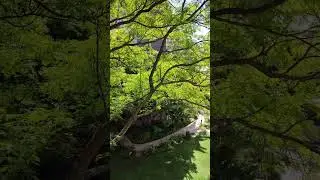 Garden of a city complex #city #garden