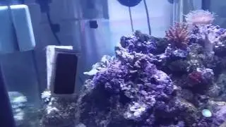 Vertex Aquaristik Cleaner-Mag (Duplex)