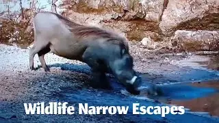 WILD PREDATORS NEAR MISSES #wildlife #short#wildlife #naturelovers 
