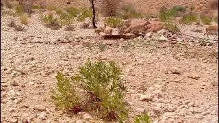Sindh Ibex drinking water at Khirthar National Park Jamshoro Sindh.
