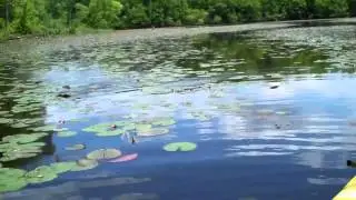 Team PinkFishing Pickerel