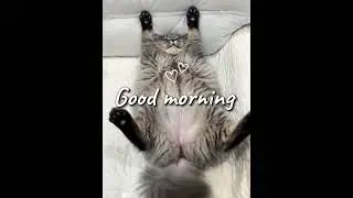 Cat yawns like a human 😹