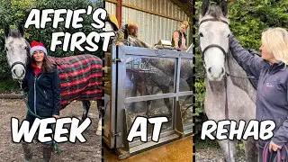 HORSE GOES ON WATER TREADMILL - Affie’s first week at Claire Dyson’s