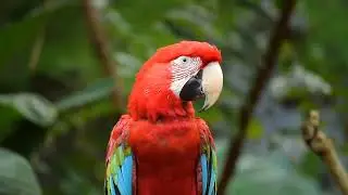 kids video from kids | cute bird video cute #kids  #cartoon #children #birds #minivlog #viralvideo