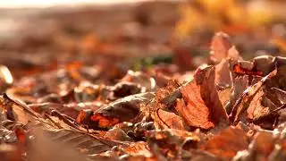 Autumn Leaves 1  Free Stock Video Footage